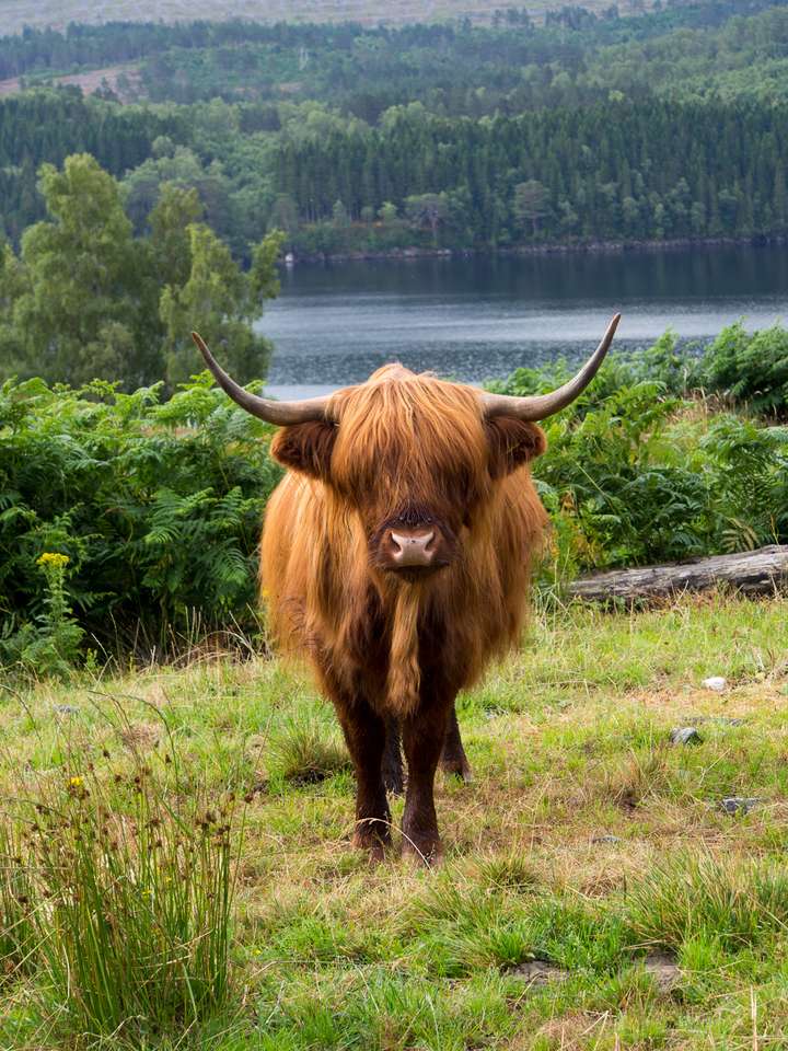 Hairy Cow